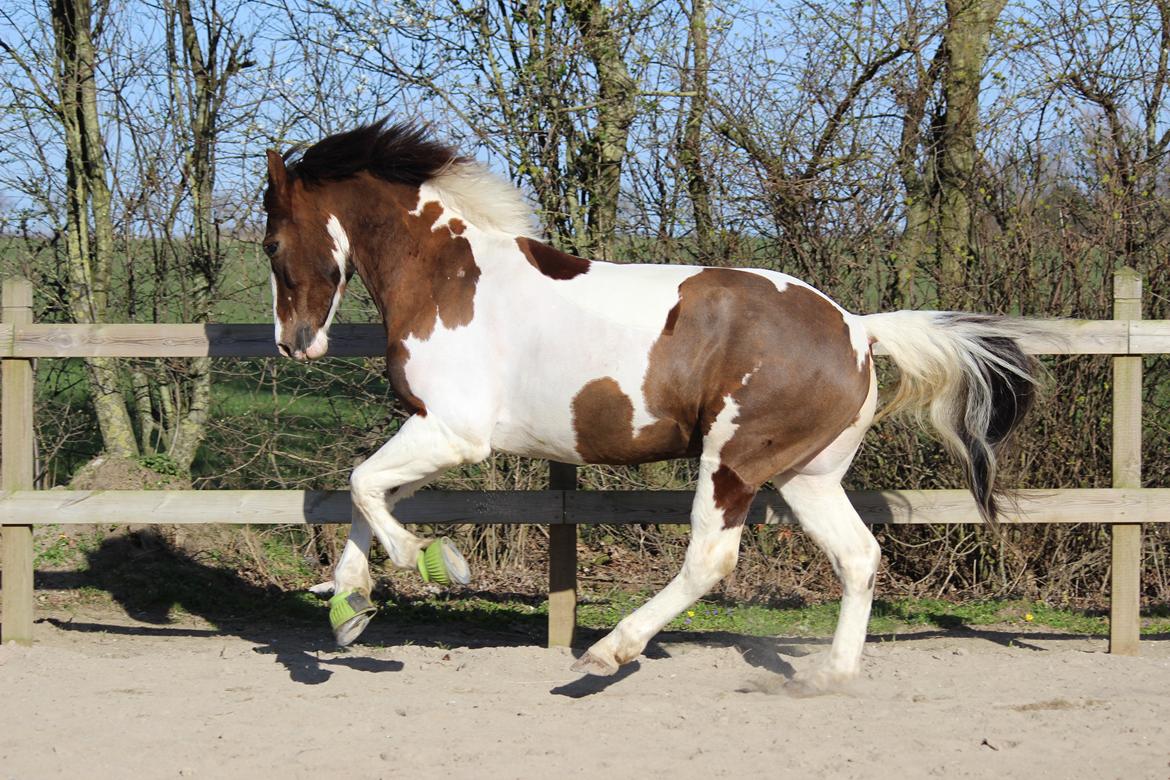 Pinto Handson/Flødebollen<3 billede 20