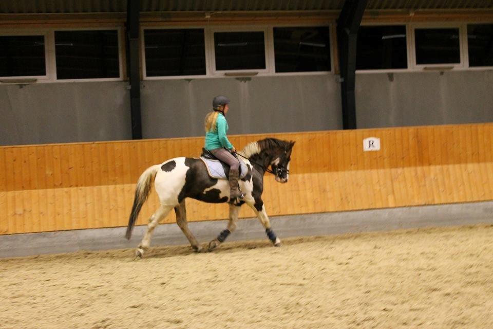 Pinto Handson/Flødebollen<3 billede 16