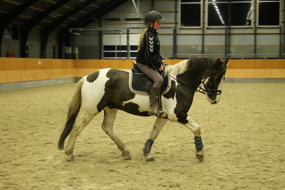 Pinto Handson/Flødebollen<3 billede 22