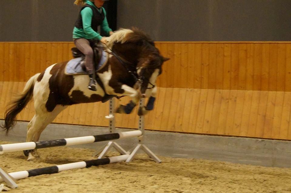 Pinto Handson/Flødebollen<3 billede 17