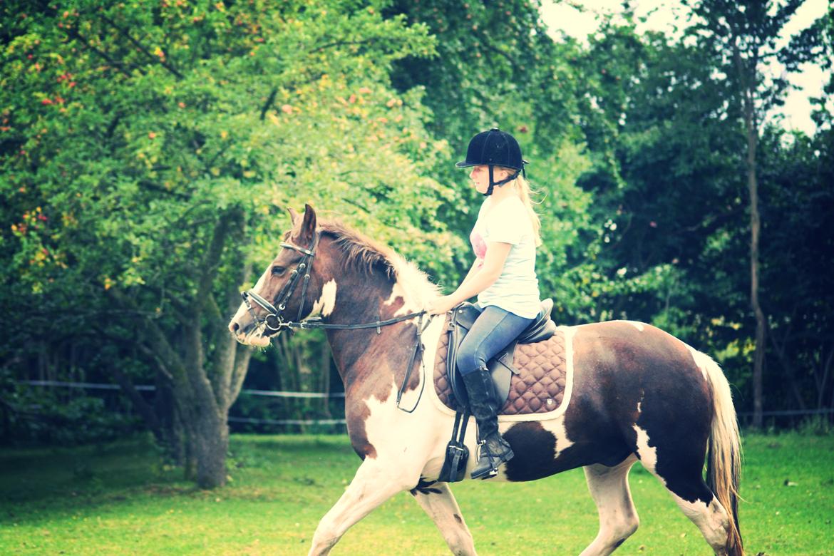 Pinto Handson/Flødebollen<3 - Da jeg prøvede ham D. 21/08-2012<3 billede 4