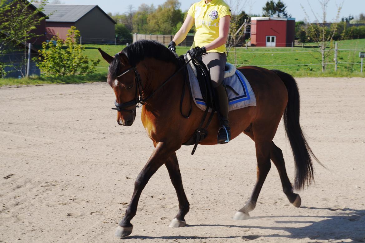 New Forest Houmarks Arcibald billede 22