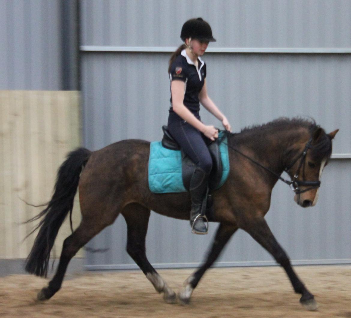 New Forest Odbjergs Elstar billede 24