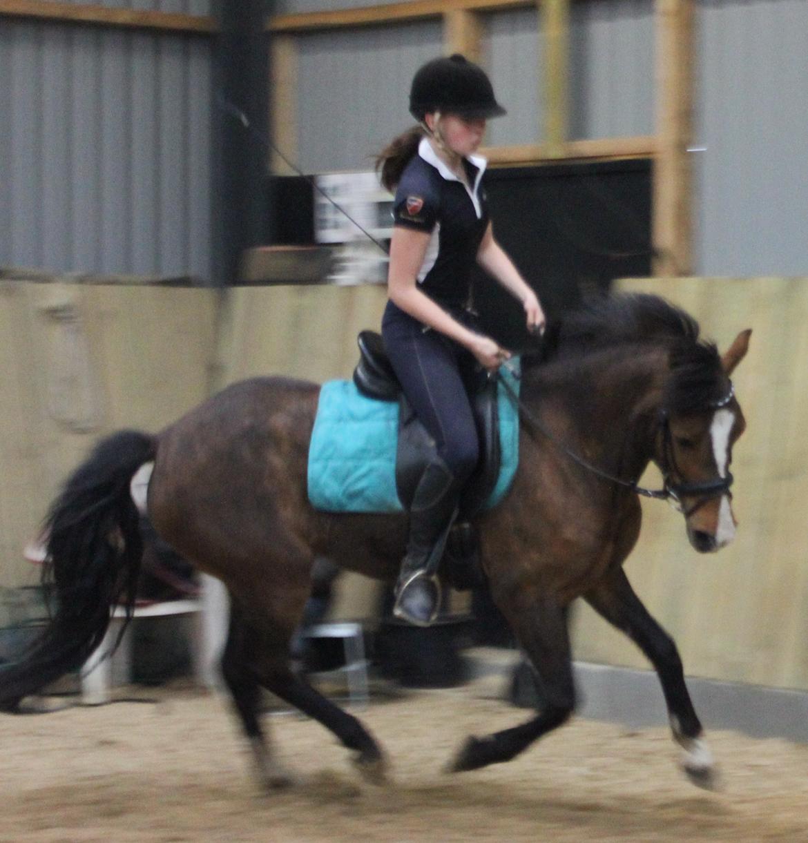 New Forest Odbjergs Elstar billede 26