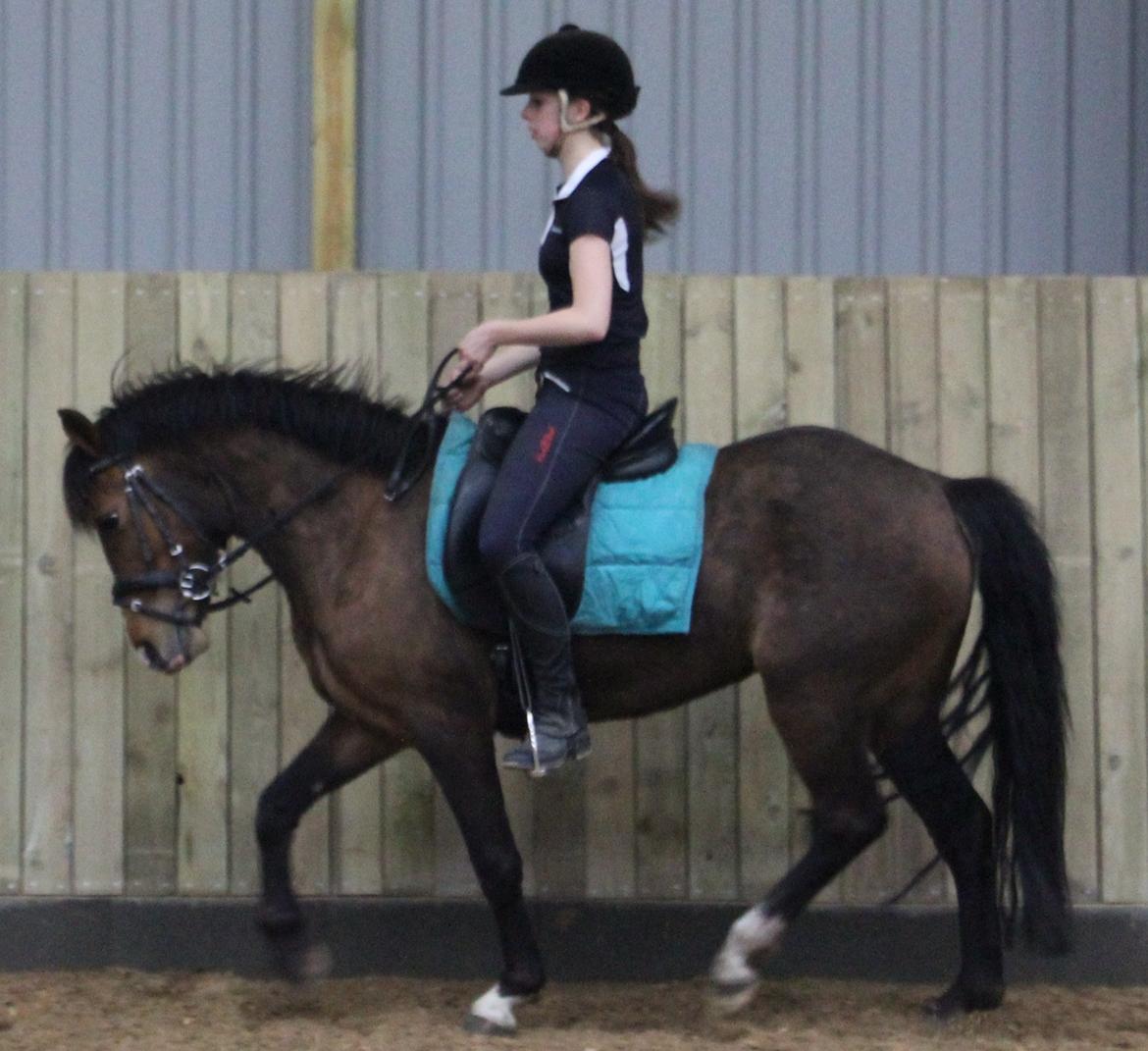 New Forest Odbjergs Elstar billede 27