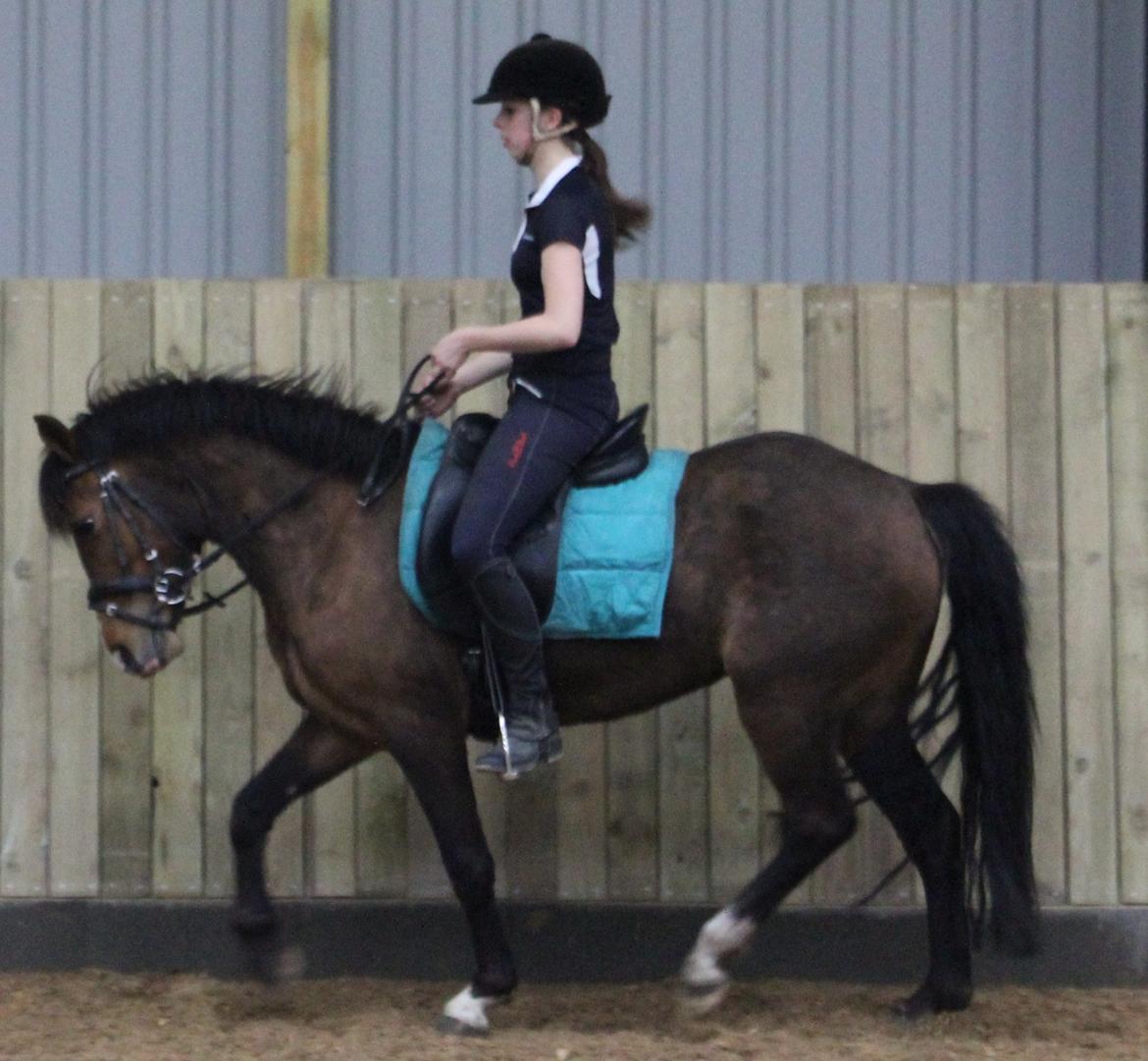 New Forest Odbjergs Elstar billede 28