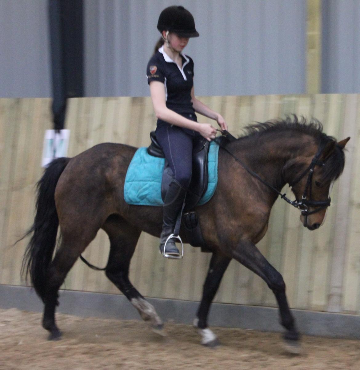 New Forest Odbjergs Elstar billede 2