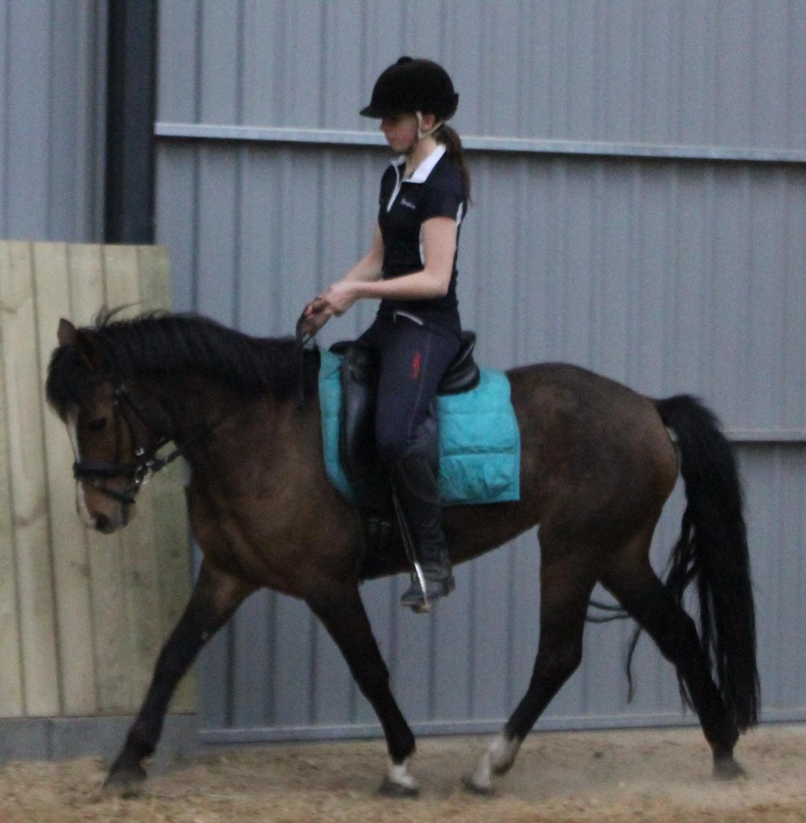 New Forest Odbjergs Elstar billede 29