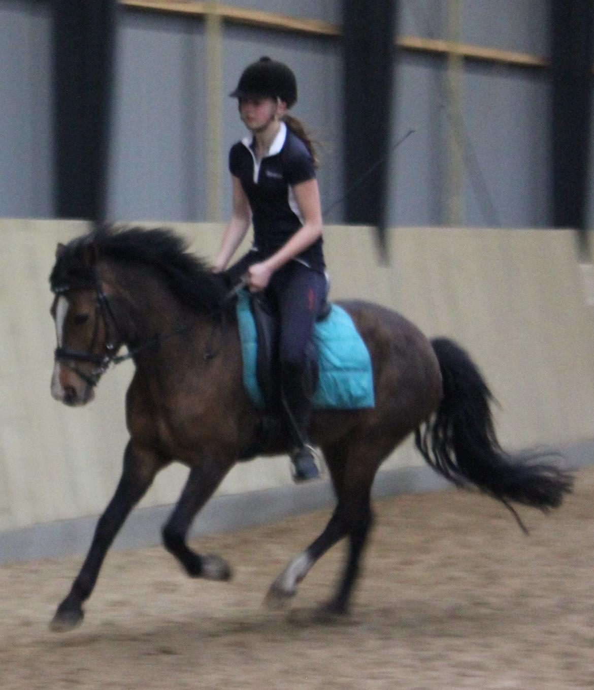 New Forest Odbjergs Elstar billede 25