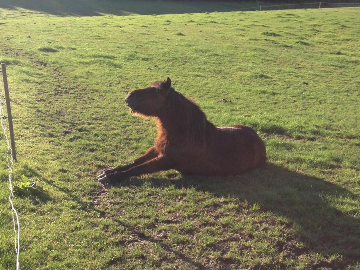 Islænder Hekla Fra Skovby billede 16