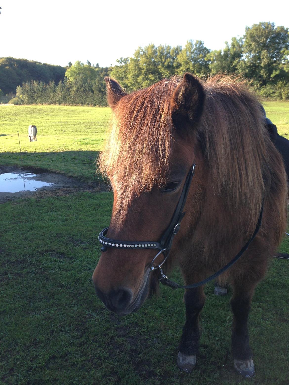 Islænder Hekla Fra Skovby billede 17