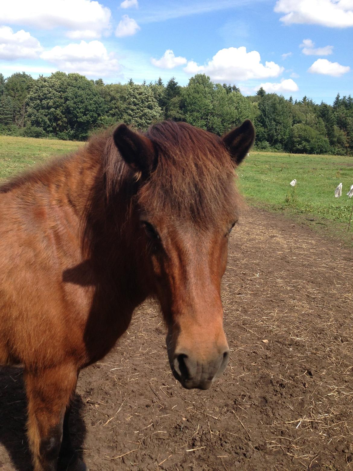 Islænder Hekla Fra Skovby billede 18