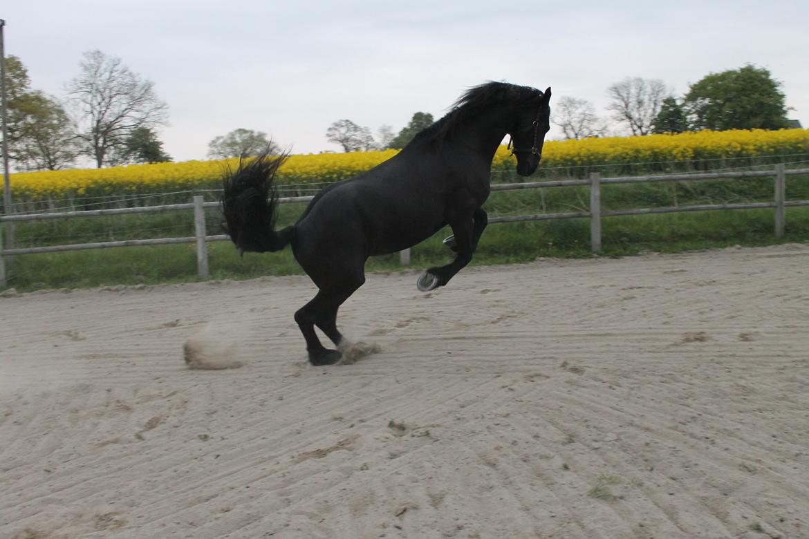 Frieser Karstina billede 20