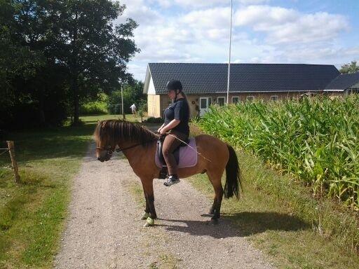 Islænder Andi Fra Laven Mark billede 1