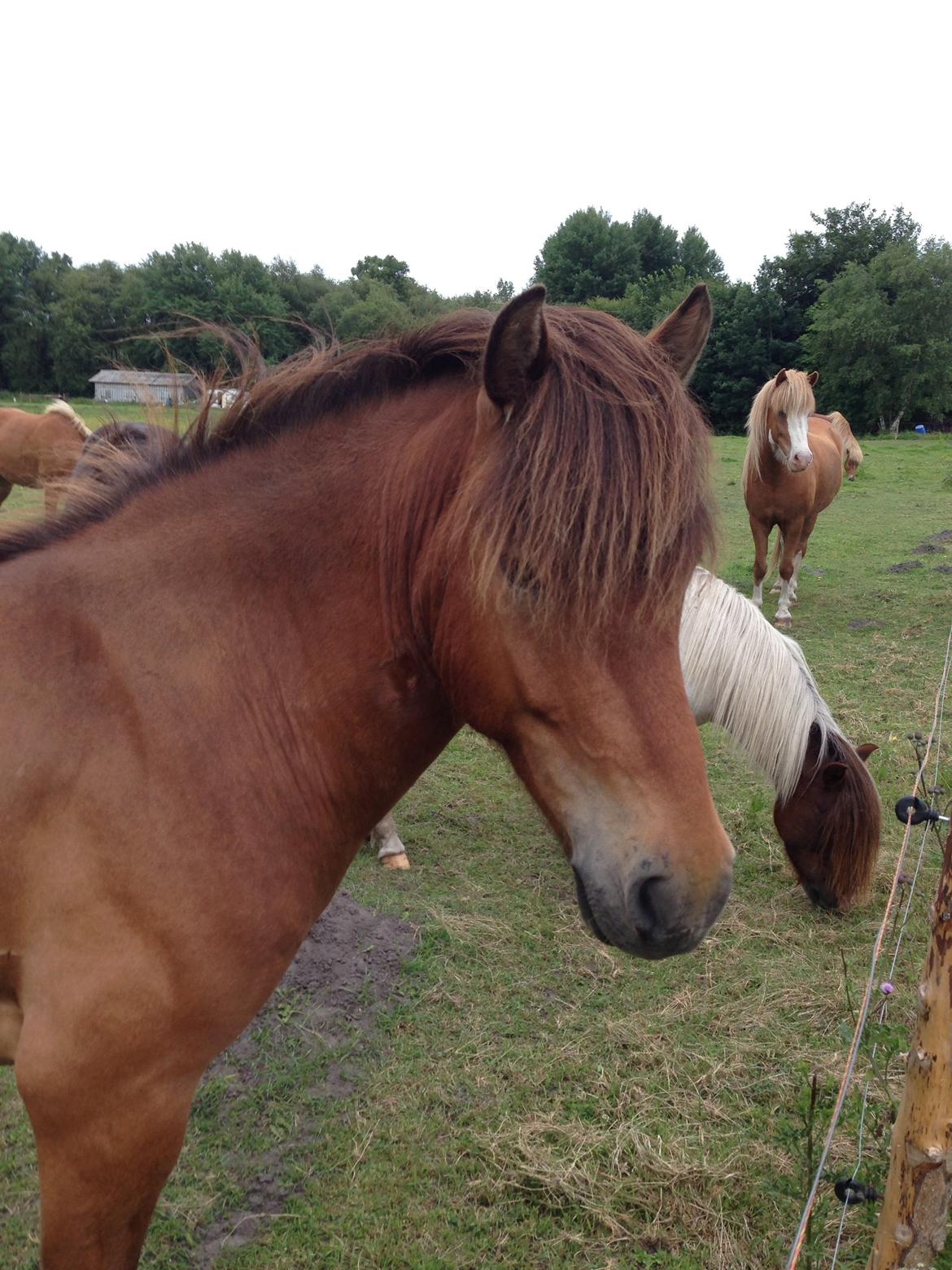 Islænder Andi Fra Laven Mark billede 2