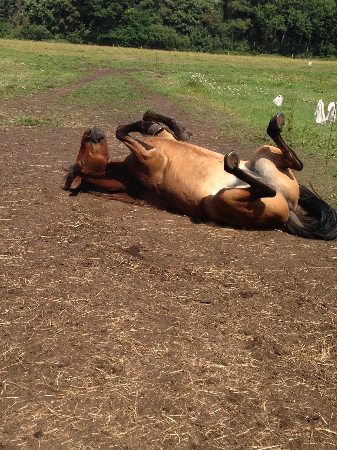 Islænder Andi Fra Laven Mark billede 4
