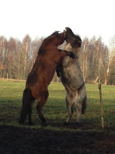 Islænder Andi Fra Laven Mark billede 5