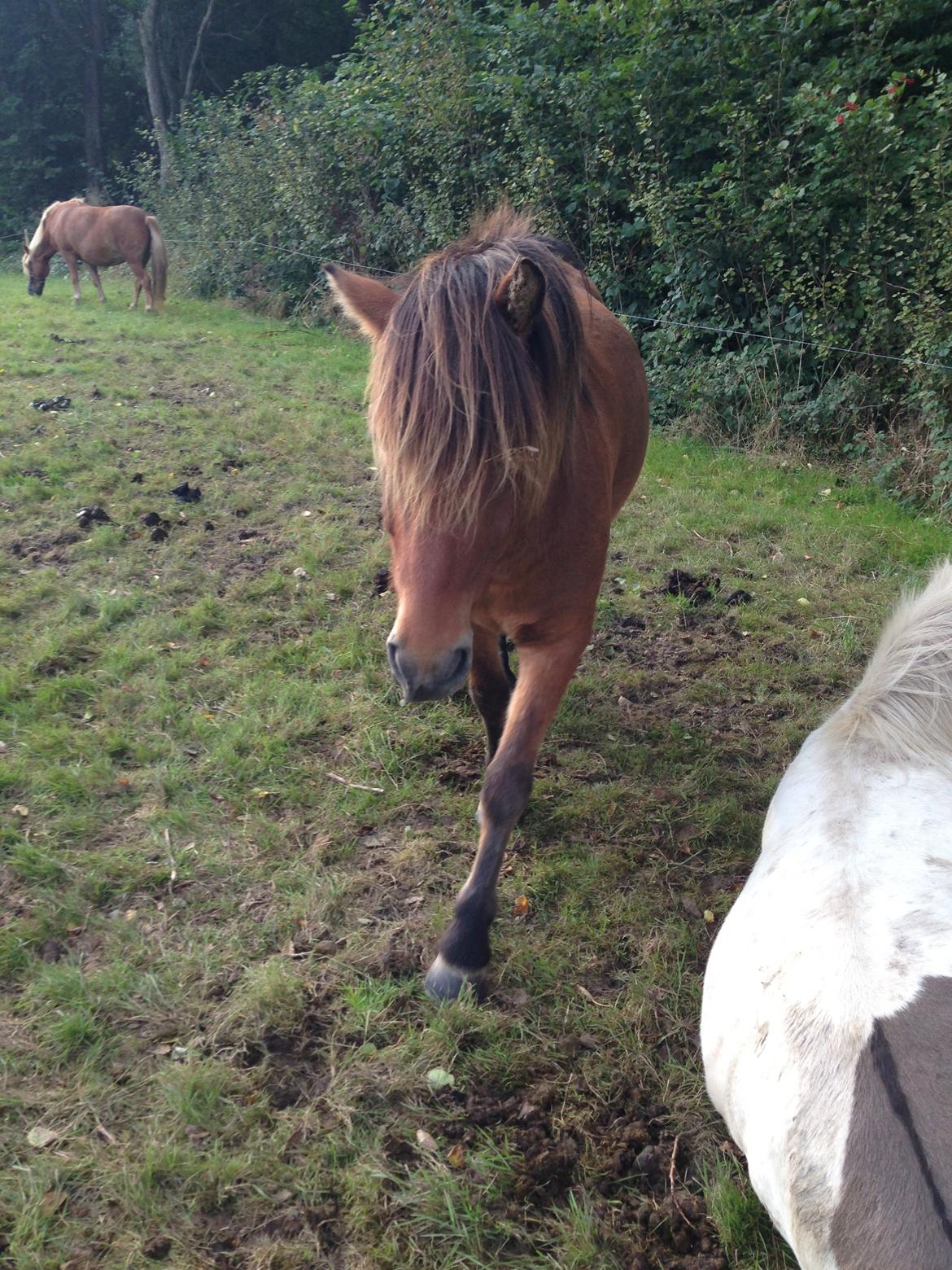 Islænder Andi Fra Laven Mark billede 6
