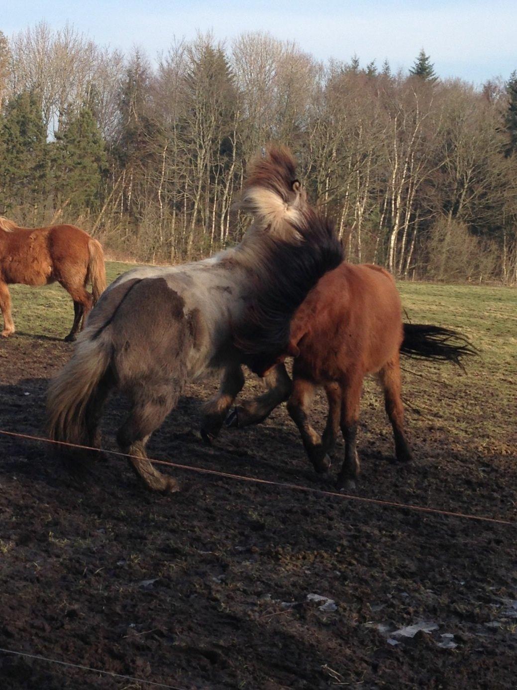 Islænder Andi Fra Laven Mark billede 7