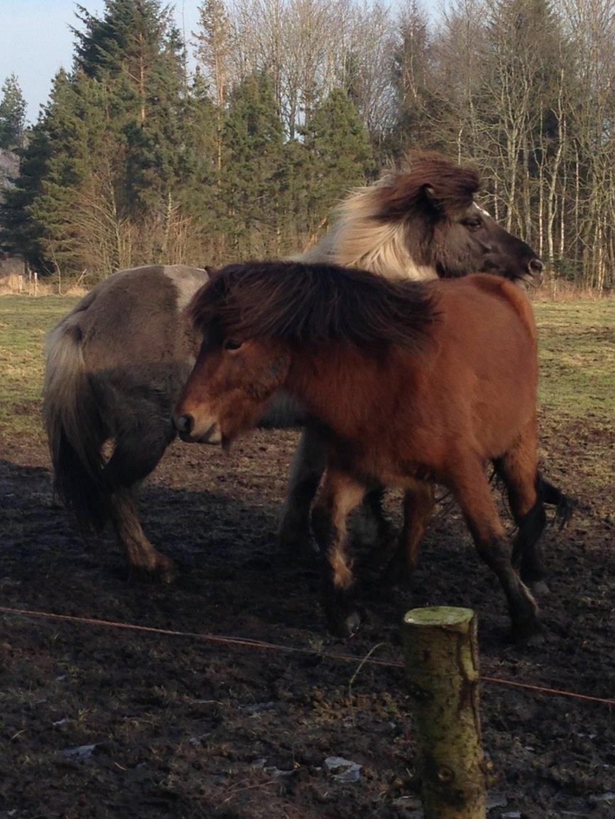 Islænder Andi Fra Laven Mark billede 8