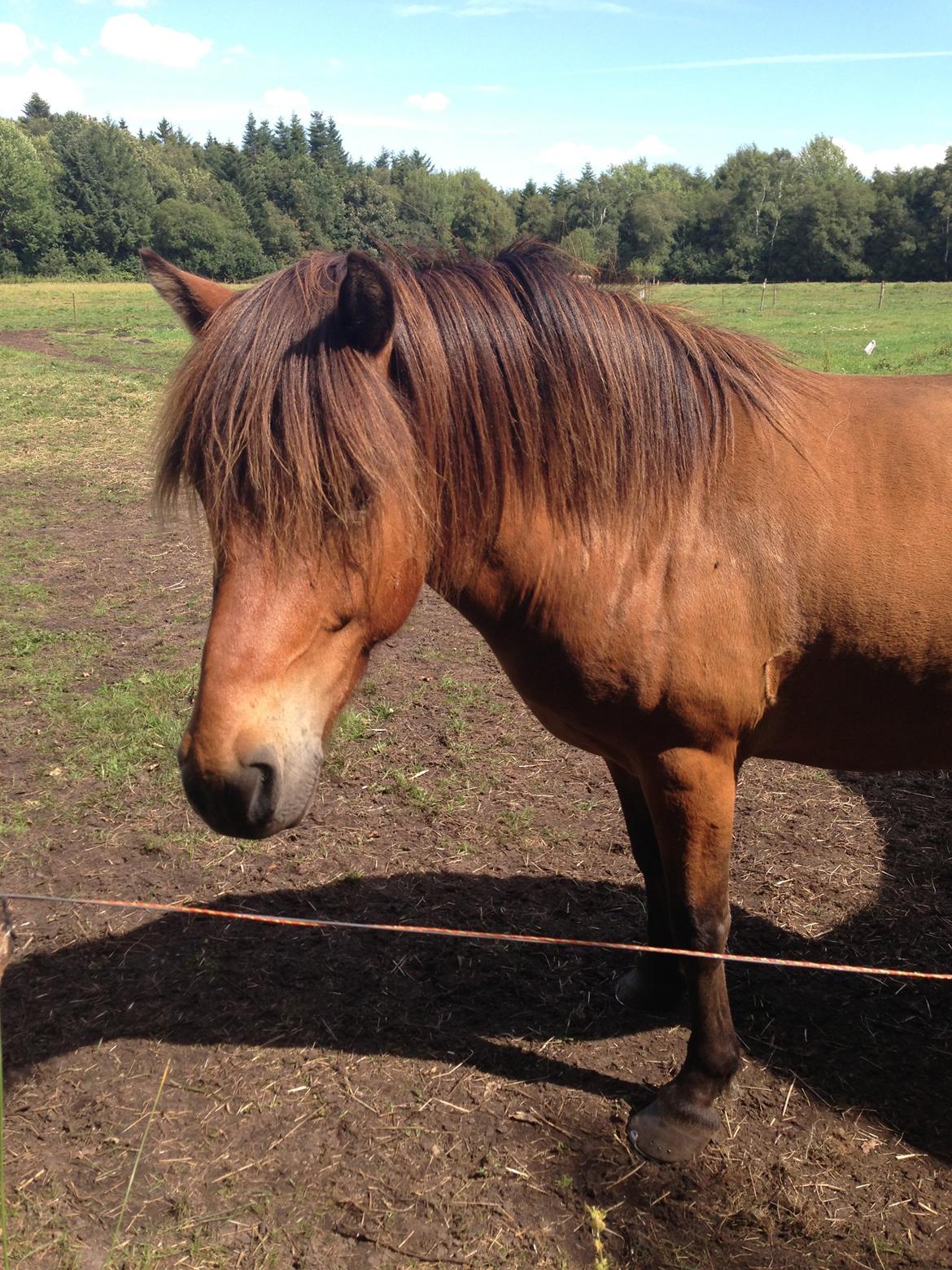 Islænder Andi Fra Laven Mark billede 9