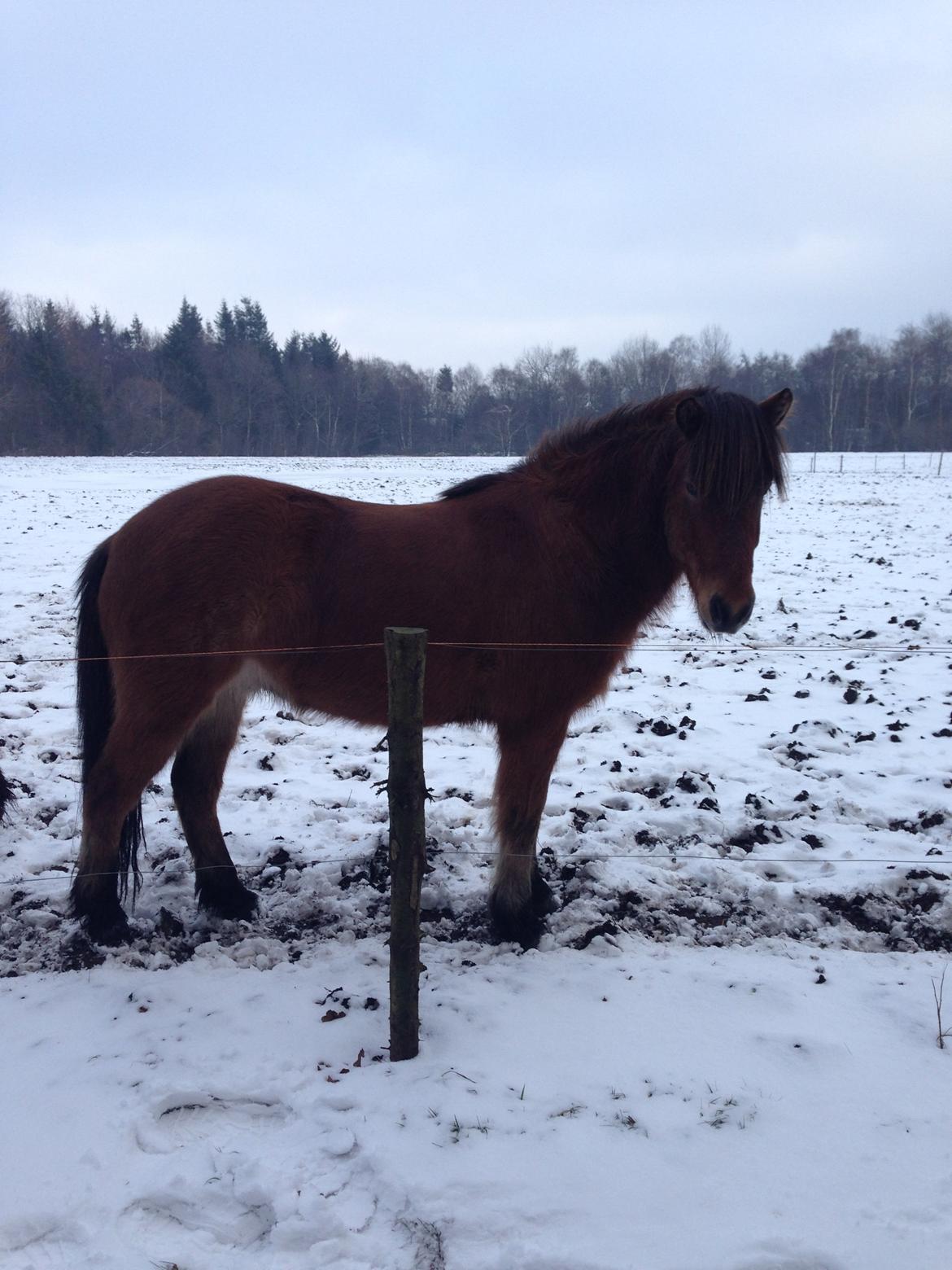 Islænder Andi Fra Laven Mark billede 10