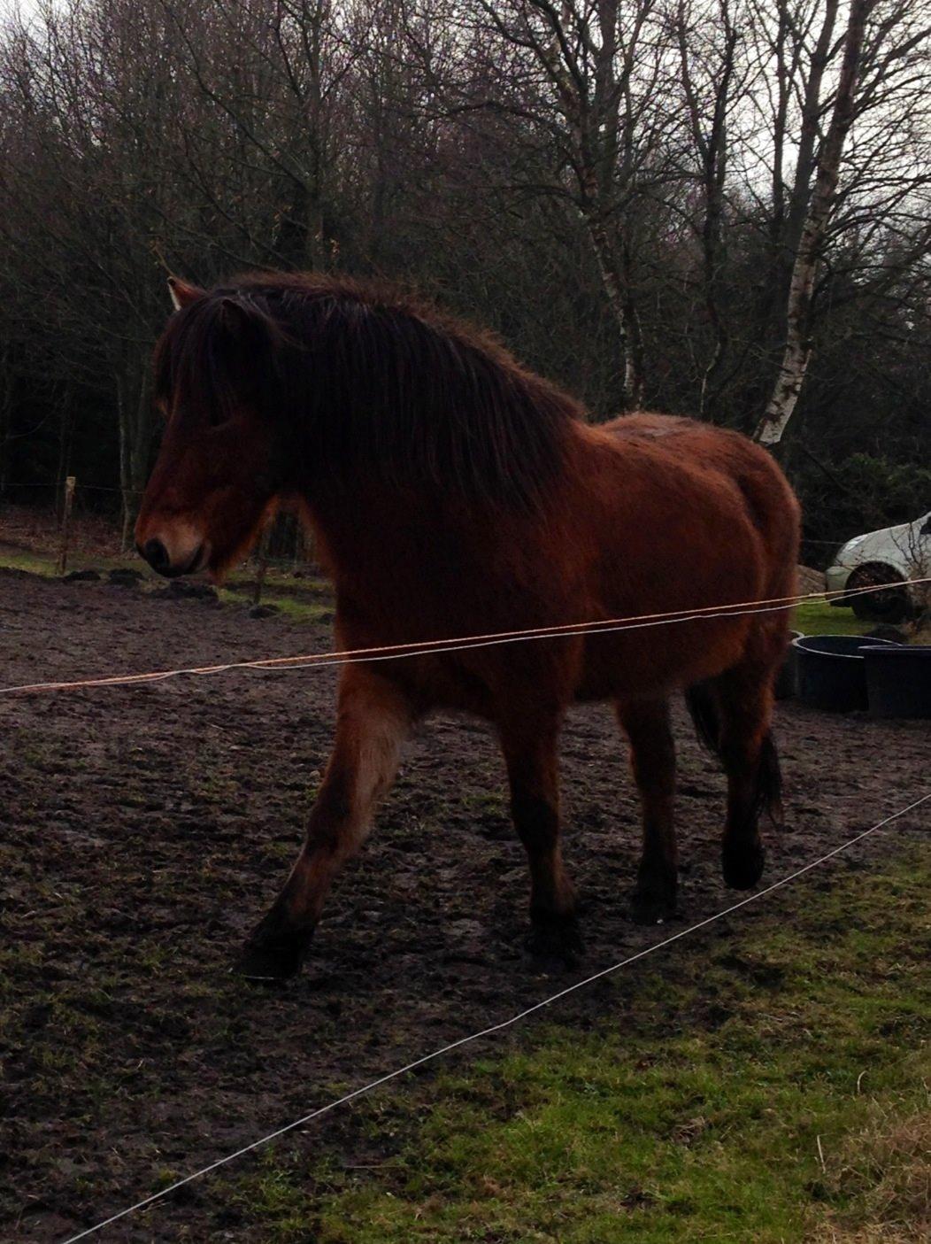 Islænder Andi Fra Laven Mark billede 11