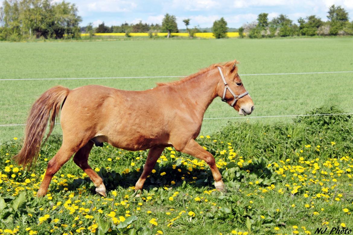 Welsh Mountain (sec A) Pongo(det røde monster) billede 23