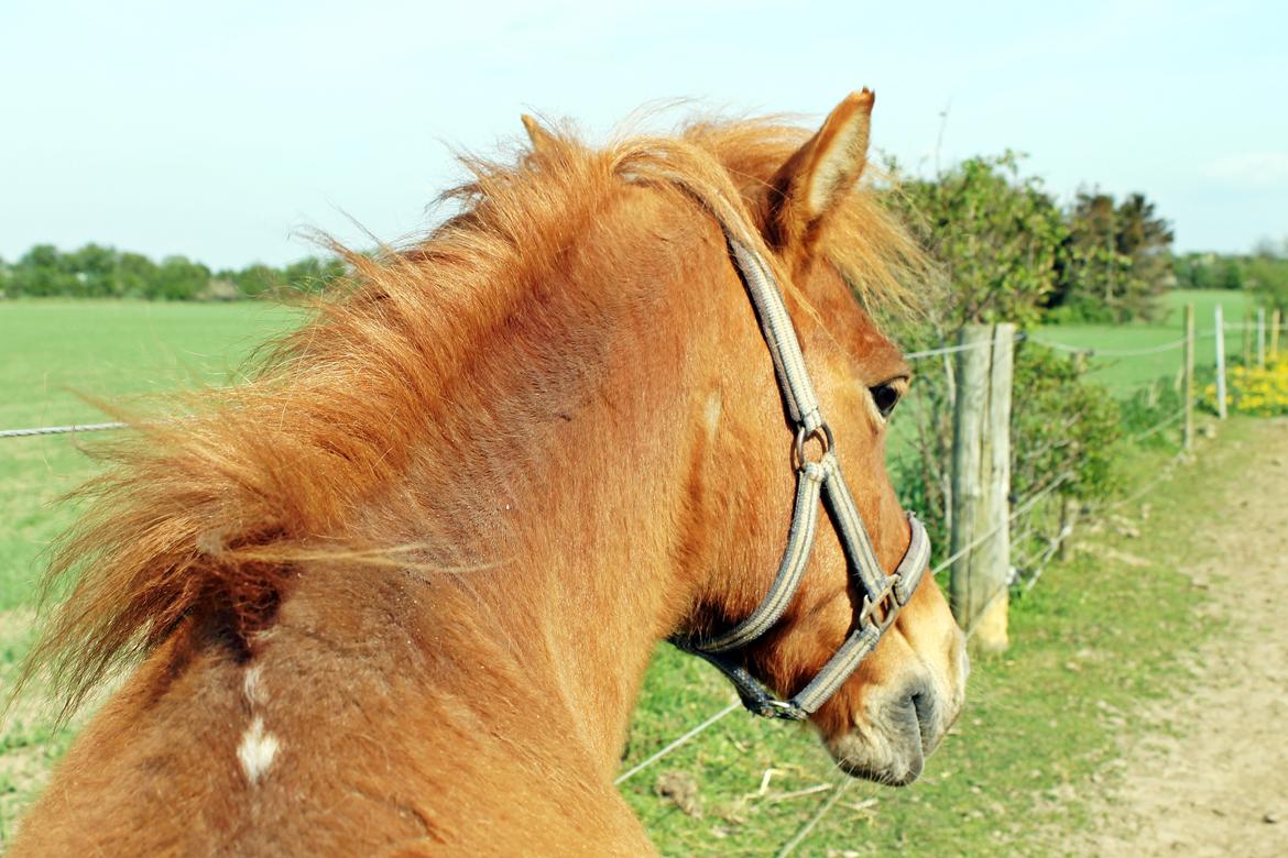 Welsh Mountain (sec A) Pongo(det røde monster) billede 30