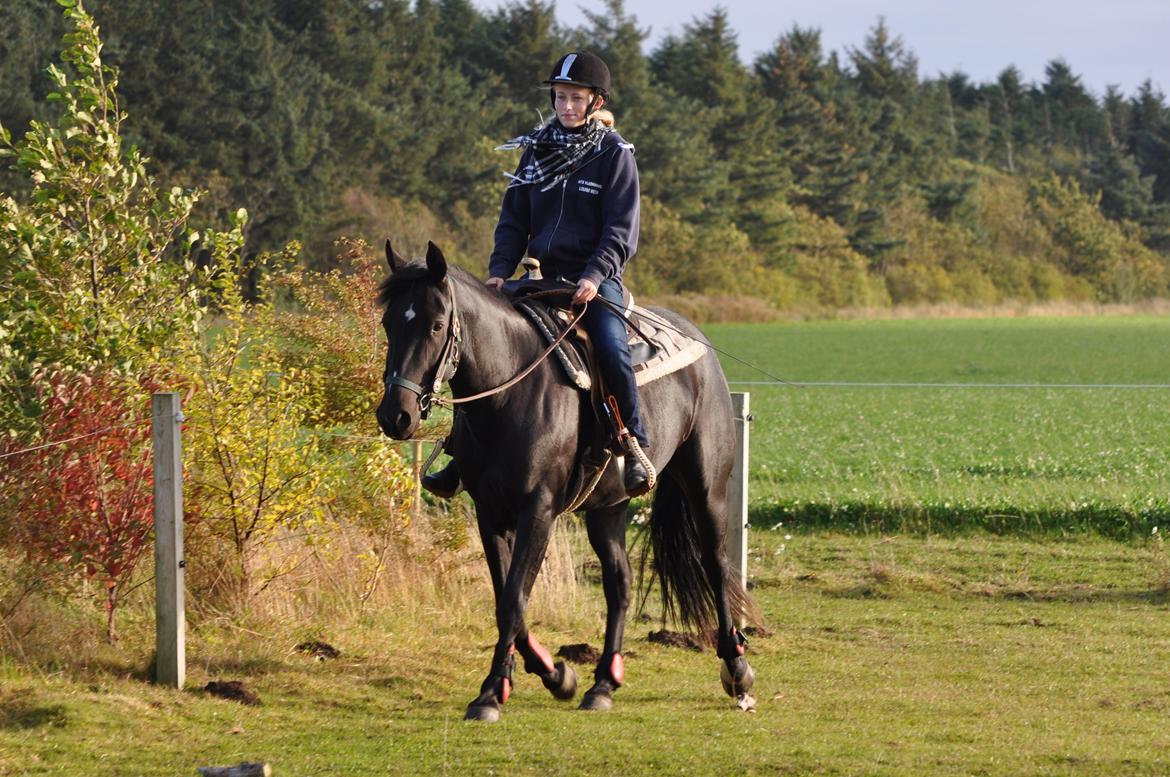 Anden særlig race Watch Lui's Surprise - Lui 4 år gammel og godt igang med tilridningen billede 2