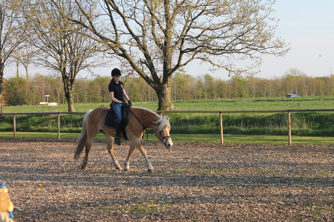 Haflinger Luna - Luna med hjemmelavet cordeo - for første gang! billede 5