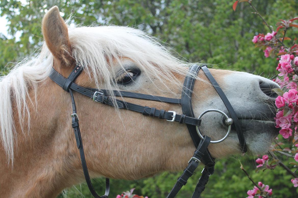 Haflinger Luna billede 20