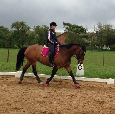 Dansk Varmblod Grankærs Come On ''PRINSESSEN''<3 billede 22