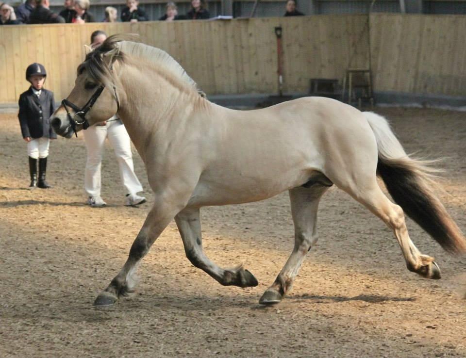 Fjordhest GRANIT HALSNÆS billede 16