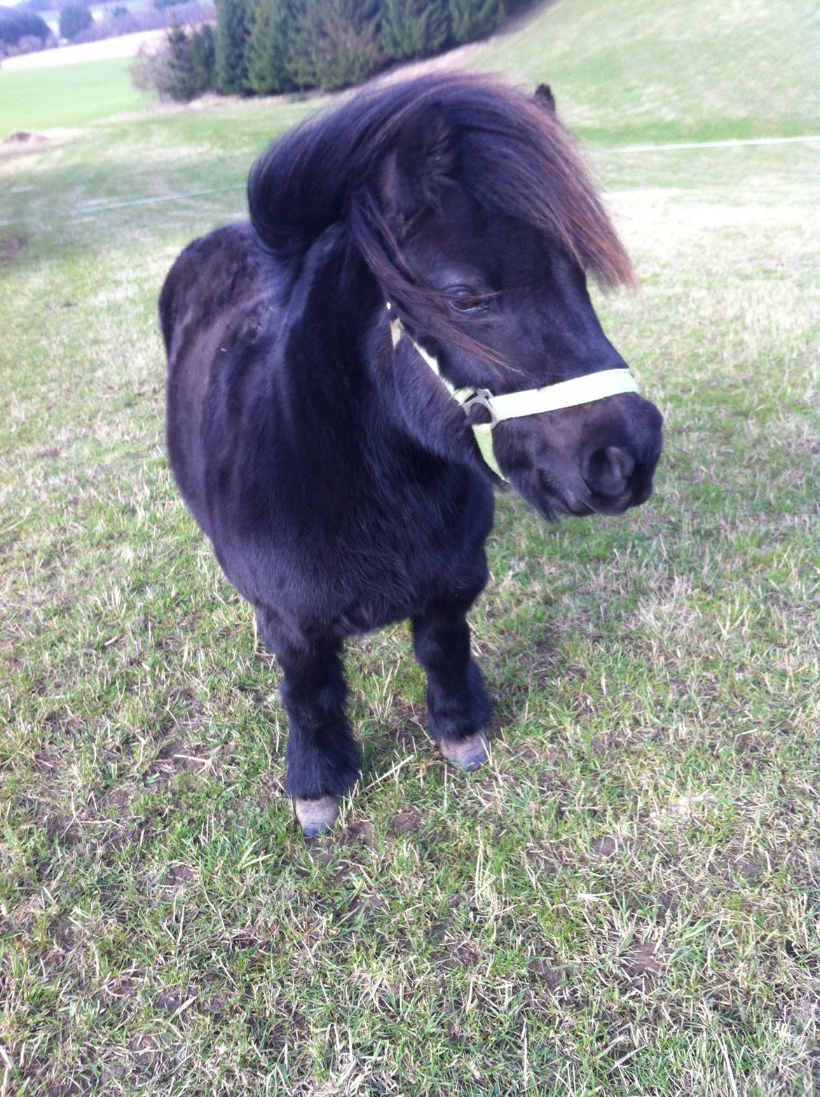 Shetlænder Mulle.  billede 1