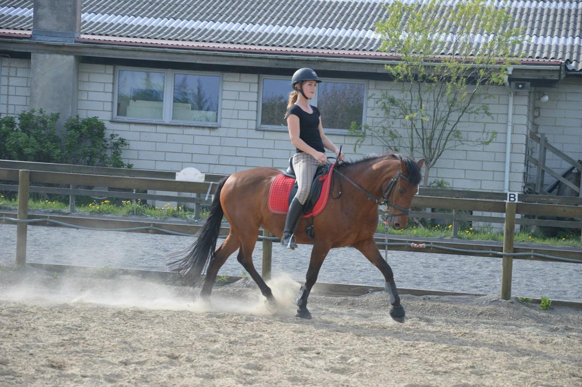 New Forest Solstrålens Idefix *STJERNE* billede 19