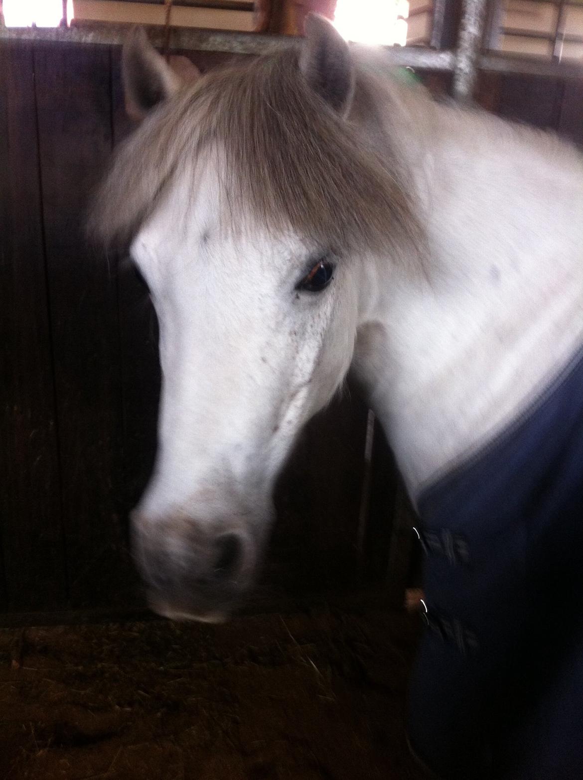 Anden særlig race Smil smilla<3 - smilla ved hun er smuk<3 billede 7