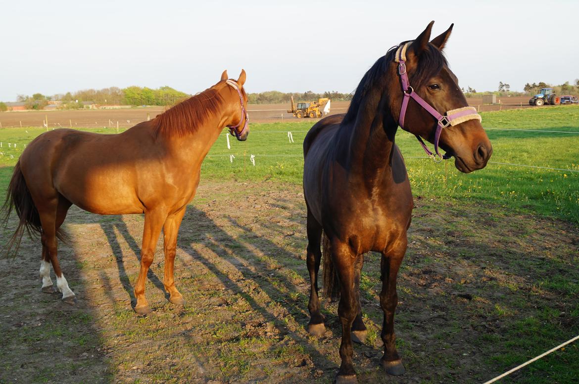 Dansk Varmblod Sunshine cheri af temptation - lige 3 ny fotos af den smukke billede 1