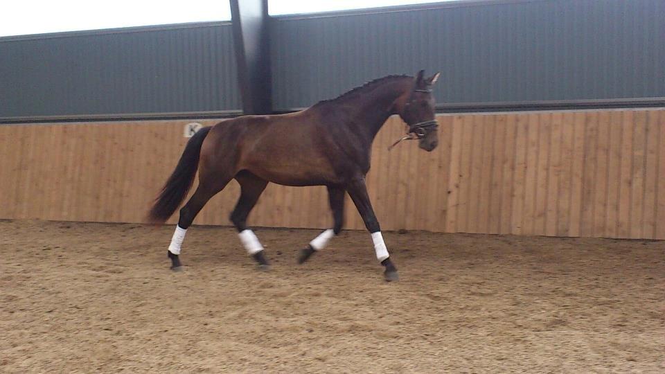 Dansk Varmblod Sunshine cheri af temptation billede 2