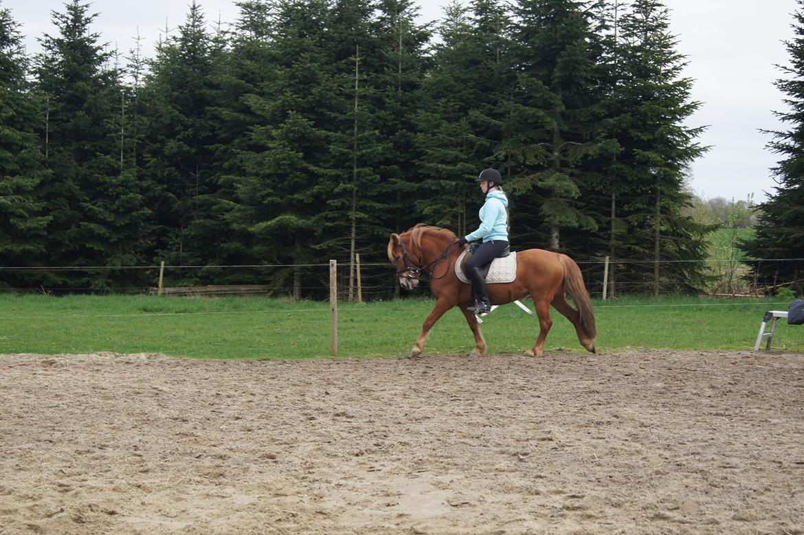 Anden særlig race Rosa - Min lille dressurpony! billede 39