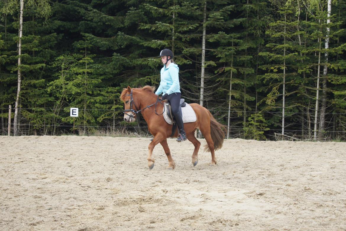 Anden særlig race Rosa - Maj 2014 billede 25