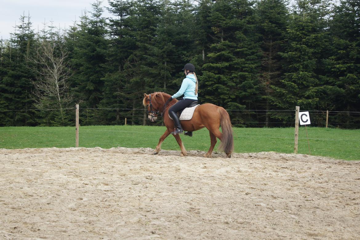 Anden særlig race Rosa - Rosen billede 8