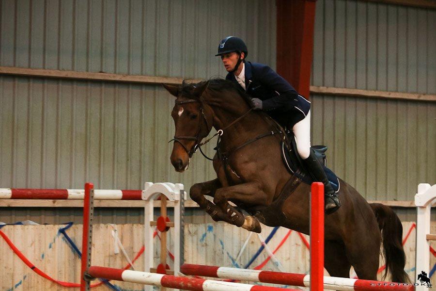 Dansk Varmblod Amillee ravnes-have billede 10