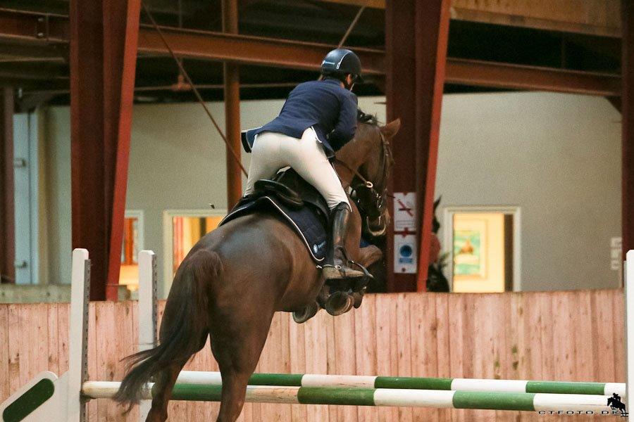 Dansk Varmblod Amillee ravnes-have billede 6