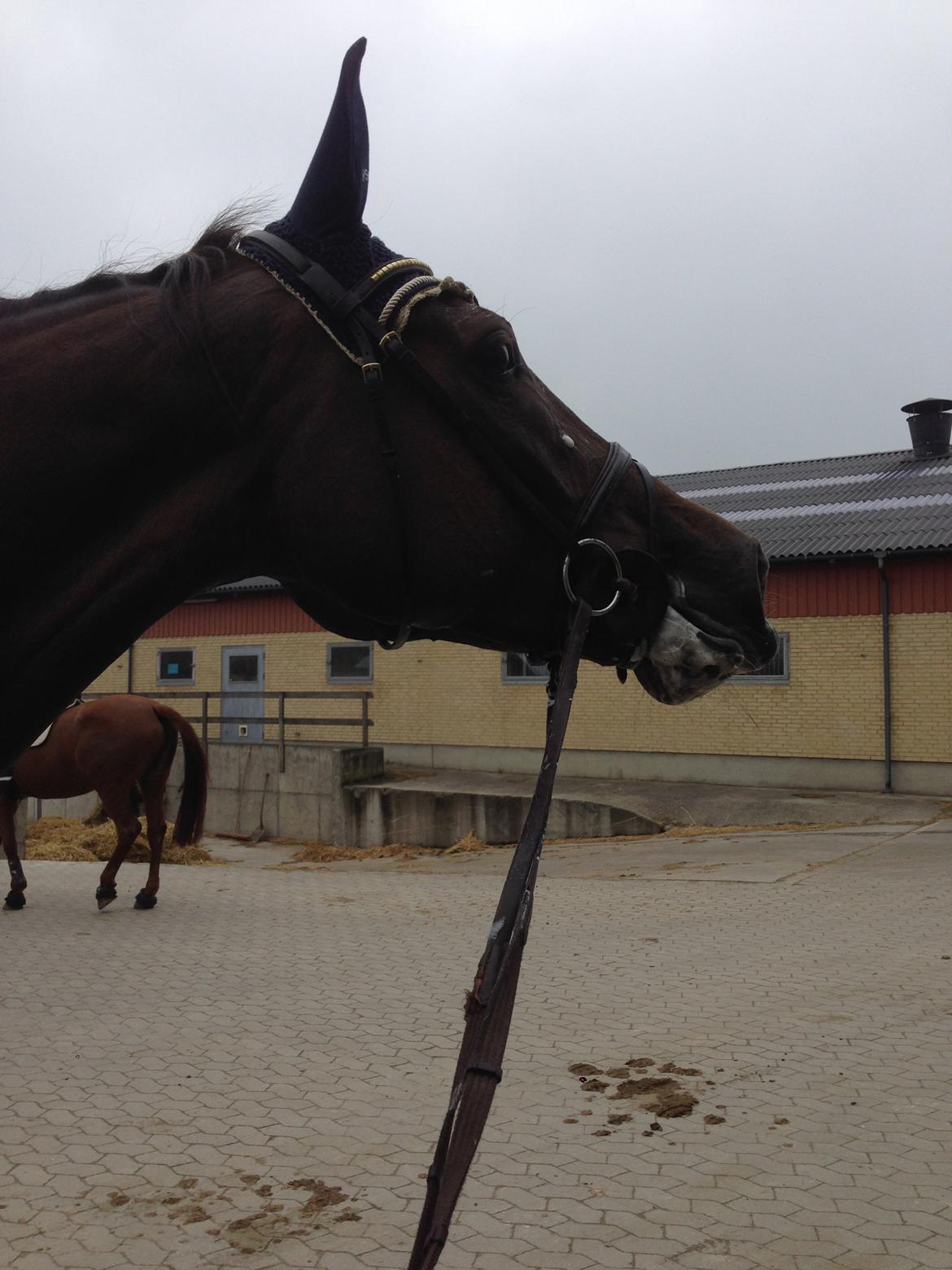 Dansk Varmblod Amillee ravnes-have billede 11