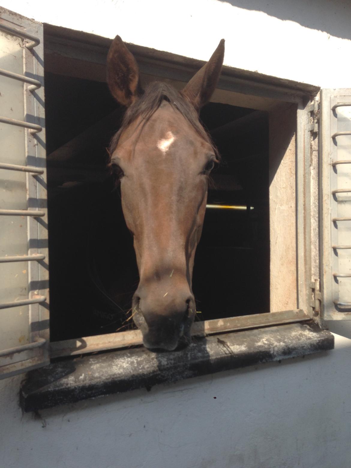 Dansk Varmblod Amillee ravnes-have billede 12