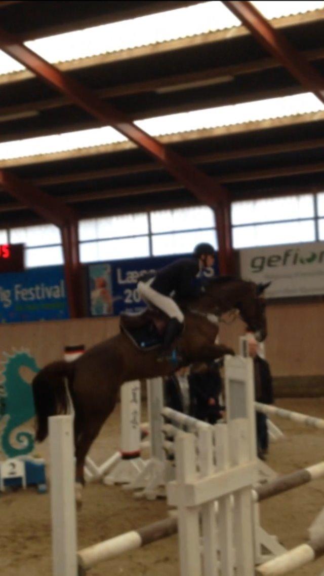 Dansk Varmblod Amillee ravnes-have billede 13