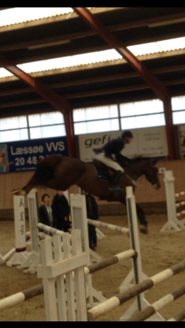 Dansk Varmblod Amillee ravnes-have billede 16