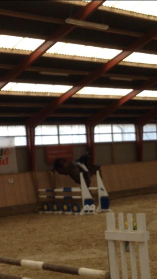 Dansk Varmblod Amillee ravnes-have billede 18