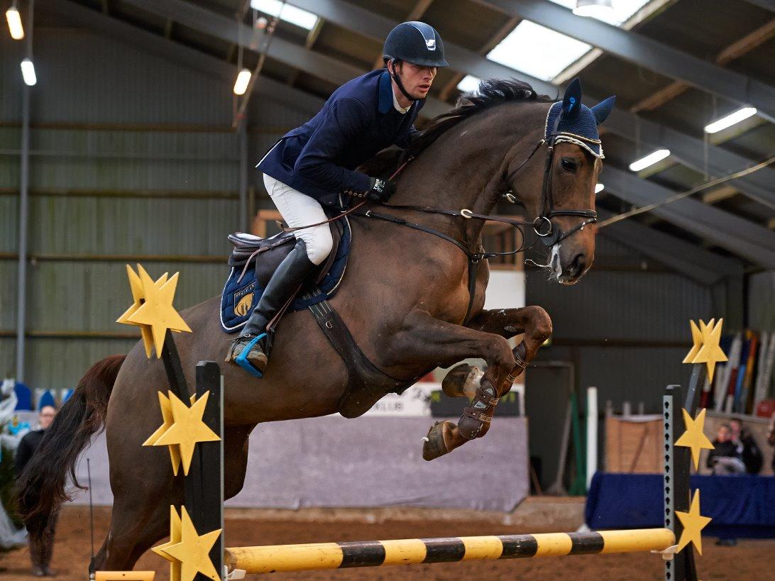 Dansk Varmblod Amillee ravnes-have billede 21